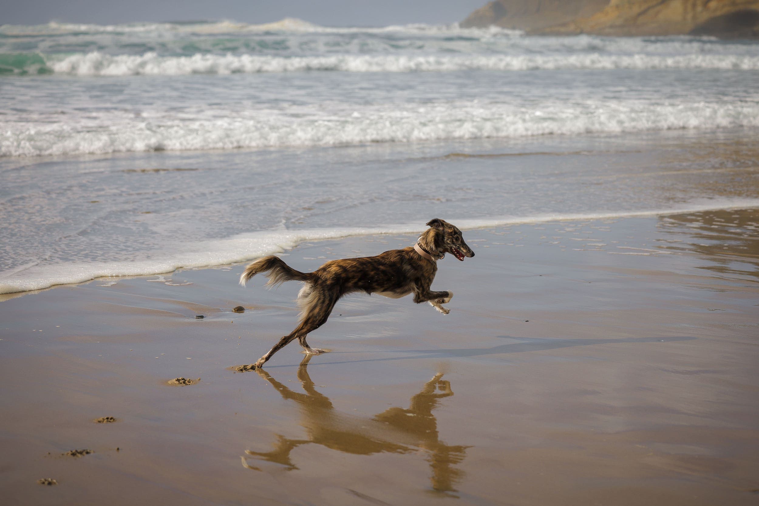 A dog running on teh beach near Inn at Cape Kiwanda