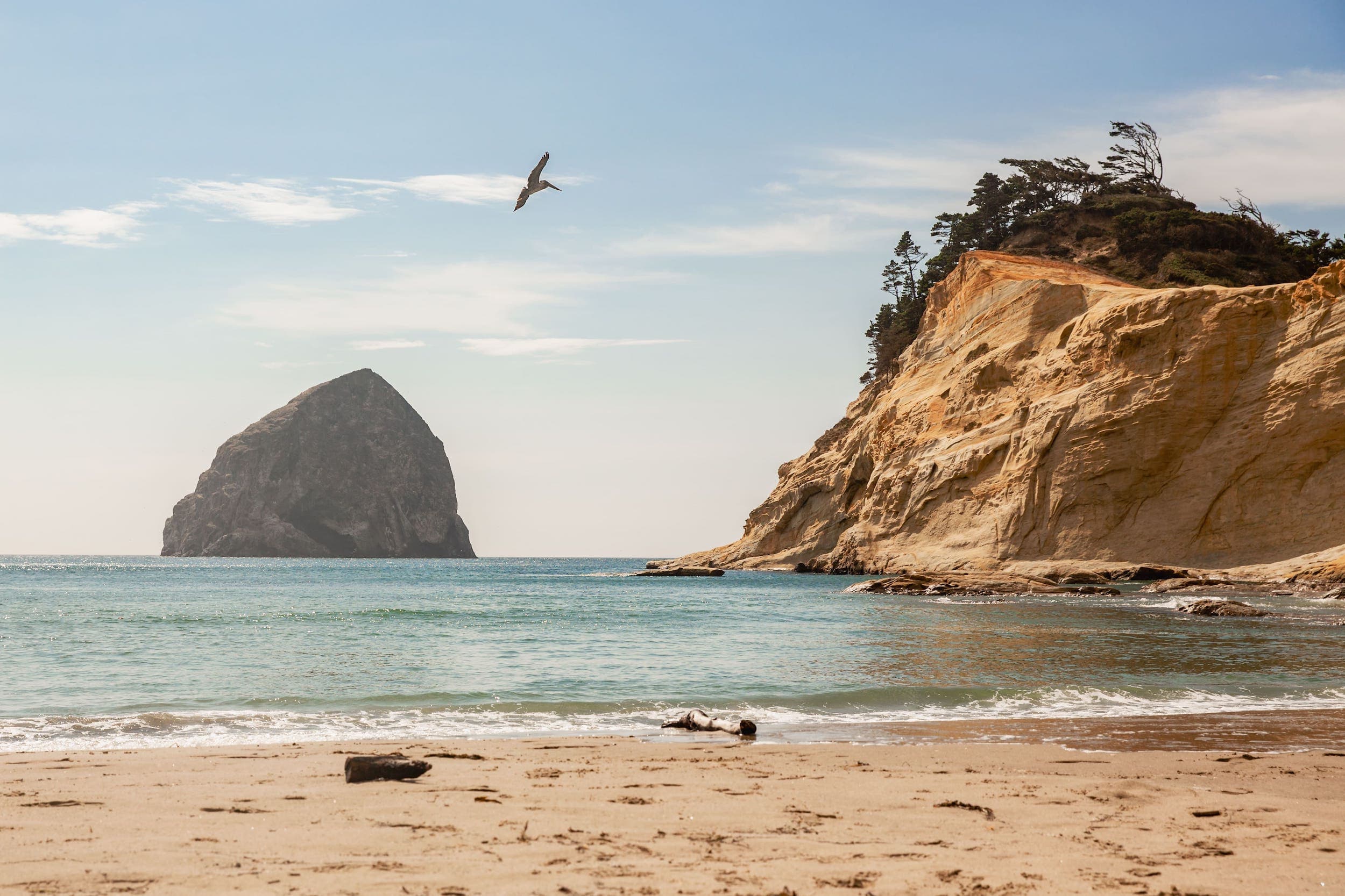 A view of the beach and ocean with a large bird in the sky at Cape Kiwanda