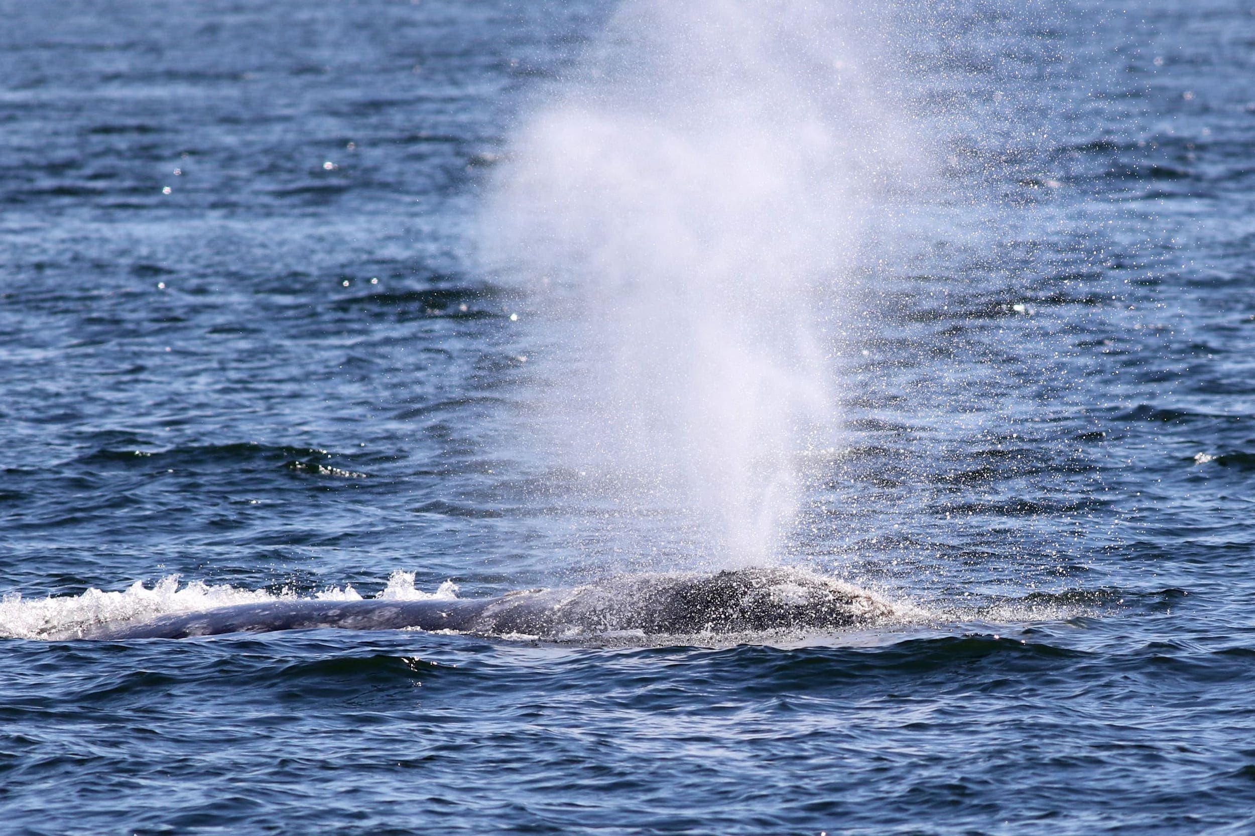Water being blown out a whales blowhole
