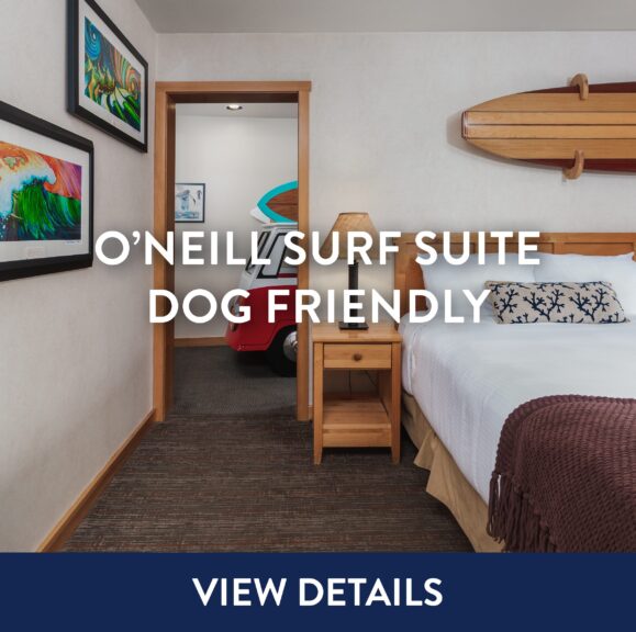 O'Neill Surf Suite Dog Friendly View Details