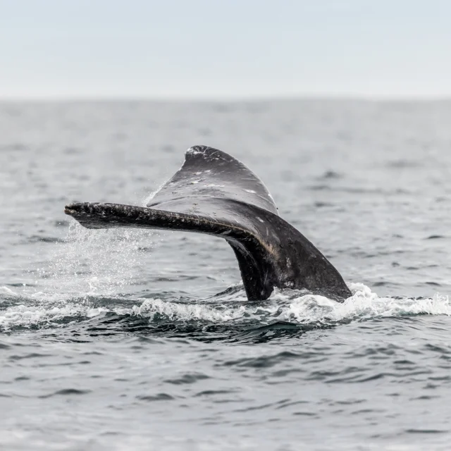 🐳 Whale Watching Week is March 22-30. Spot gray whales migrating past the Oregon Coast from Pacific City Beach or atop Cape Kiwanda Dune—the perfect vantage points for this coastal spectacle. 🌊
-
#innatcapekiwanda #pacificcityoregon #oregoncoast #whalewatching #capekiwandadune #pacificcitybeach
-
Dune photo: @laura_elizabeth