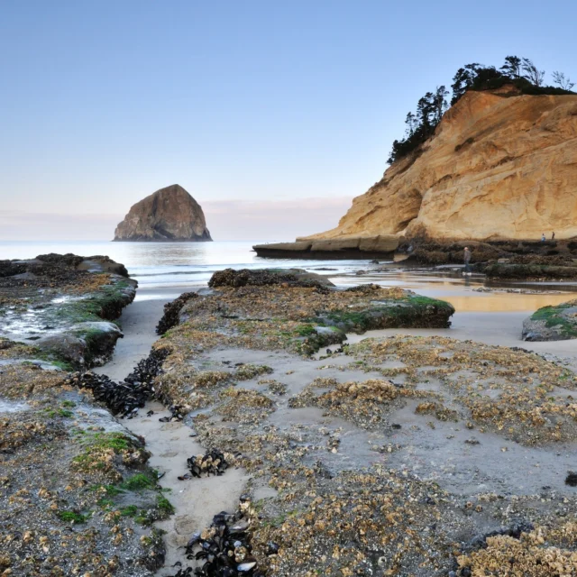 As the tides shift, a hidden world is revealed at the base of Cape Kiwanda. Embark on an adventure to explore secret tide pools, where sea stars, anemones and other fascinating creatures thrive just below the surface.
-
#innatcapekiwanda #tidepools #capekiwanda #pacificcitybeach #pacificcityhaystackrock #haystackrock